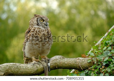 Spotted eagle-owl (Bubo africanus) is a medium-sized species of owl, one of the smallest of the eagle owls