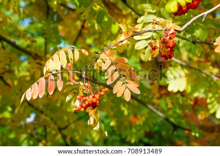 Texture, background, pattern. Autumn leaves of mountain ash, yellow red ruby. A small deciduous tree of the rose family, with compound leaves, white flowers, and red berries.