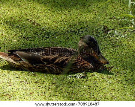 Wild ducks on a pond close up