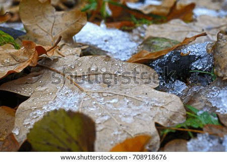 the first snow on dry, multi-colored fallen leaves