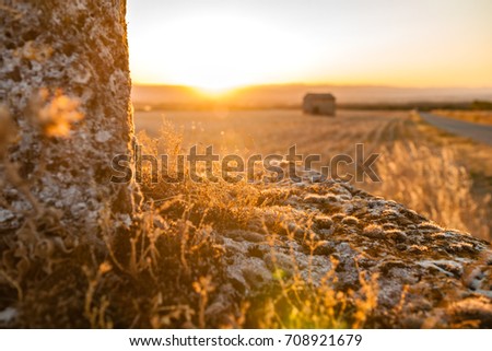 Moss and succulents on a dilapidated monument highlighted by the rays of the setting sun and a view over the rhÃ´ne valley in france
