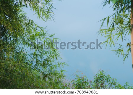 Green bamboo leaves surrounded by clear blue water with shadows of the sky.