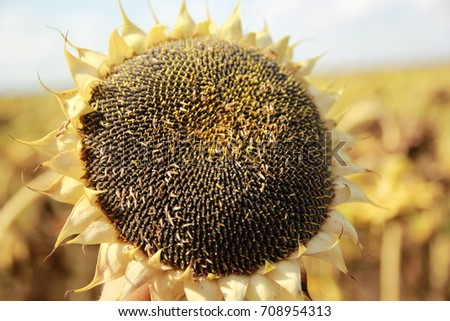 Ripe sunflower in the field. Seeds