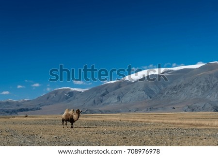 Camel in foreground of vast landscape of grassland and mountains in remote Mongolia