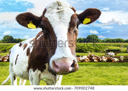 beautiful white red-haired young cow on pasture looking at camera Royalty-Free Stock Photo #709002748