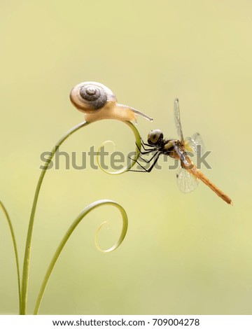 dragonfly and snails