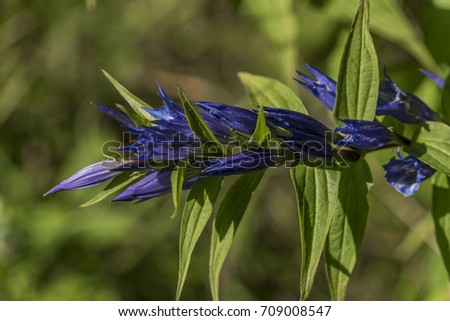 Blue gentian in Slovakia mountains in summer sunny morning