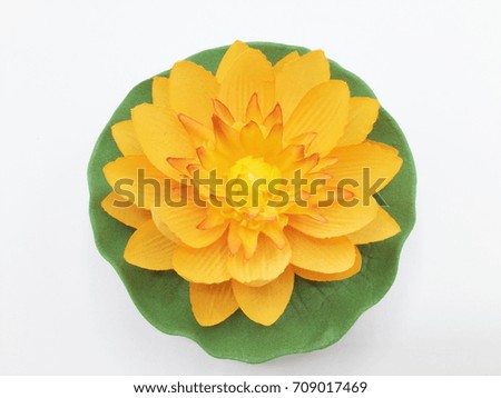 Yellow Water lily isolated on white