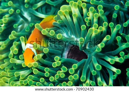 Anemone Fish Royalty-Free Stock Photo #70902430