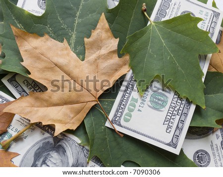 The American dollars in autumn maple leaves