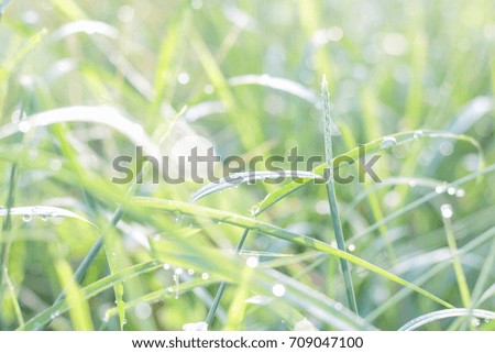 meadow flowers in early sunny fresh morning. Green autumn landscape