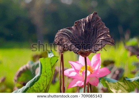 a selective focus picture of pink flower in pond