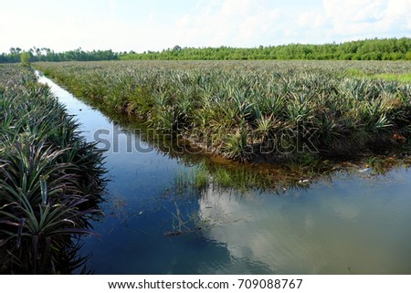 Pineapple field at Mekong Delta, Vietnam, vast farm with water ditch at Long An on day, Viet Nam