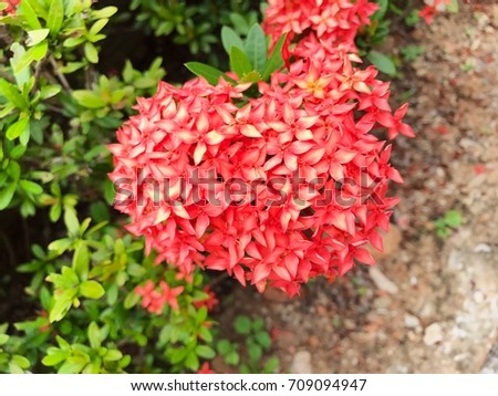Nature of red Ixora for background 