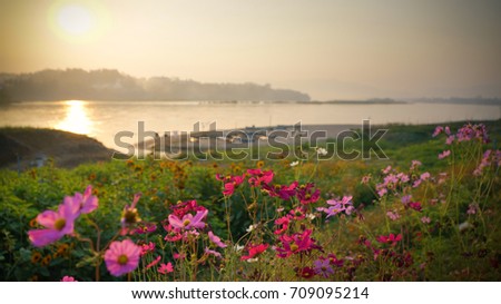 Colorful flowers along the Mekong River.  Purple, pink, red, cosmos flowers in the garden. Chiang Khong Thailand 