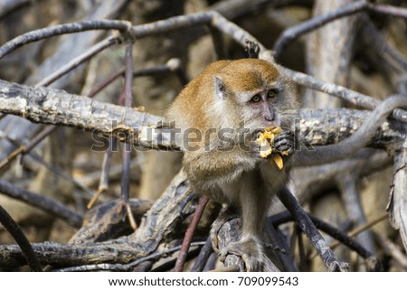 portrait of monkey in its wild habitat