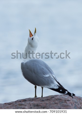 Seagull standing on a rock while screaming and raising it's head. Blurry sea on the background.