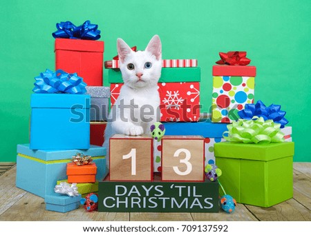 One fluffy white kitten with heterochromia, odd-eyed, sitting on brown wood floor surrounded by colorful presents with bows. Toy mice and countdown to Xmas blocks. 13 days