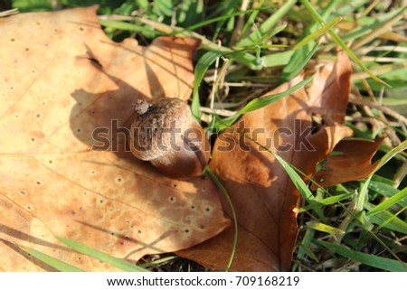 Acorn on the autumn grass