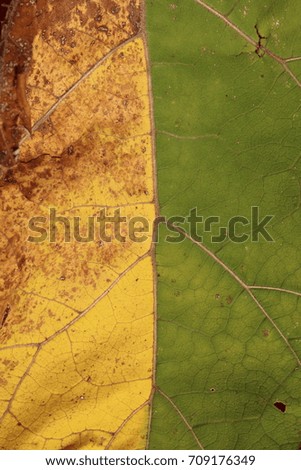 Yellow-green leaf as natural abstract background, symbolizing meeting of summer and autumn