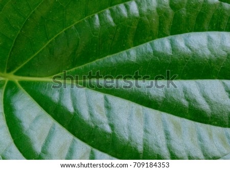 Close up Betel leaf.