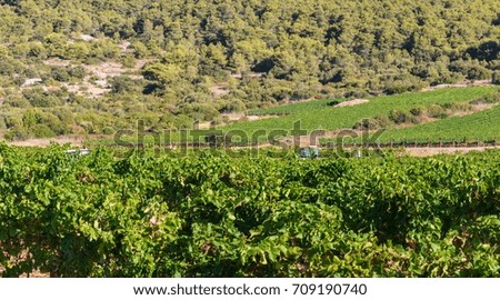 Farmer tractors in the vineyard
