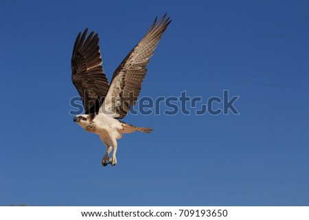 Osprey bird flying