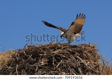 Osprey bird lands on nest