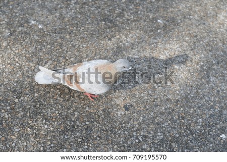 light brown pigeon on ground