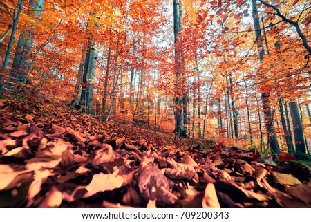 Wide angle view of the autumn forest. Splendid morning scene in the colorful woodland. Beauty of nature concept background.