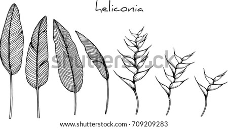 Heliconia flowers illustration on white background.