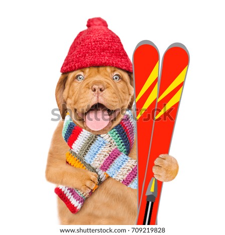 Funny puppy in warm hat and scarf holds in his paws mountain skiing. isolated on white background