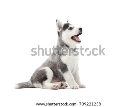 Interesting playful little puppy of serbian husky with blue eyes, looking up, and waiting for food. Cute small dog with fur like woolf, posing in studio, at white background. Isolate.