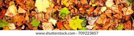 Beautiful autumn background with maple leaves on a black asphalt close up. Colorful Outdoor autumn concept
