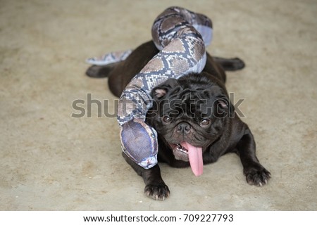 Funny pug dog laying with python toy model concrete floor.