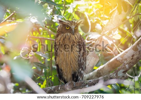A wise owl perching and looking at photographer,sunlight background.
Owl ,symbol of wisdom.The wisdom you seek is already within you.