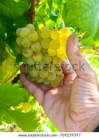 Gavi, Italy, September month of harvest, grape bunch Royalty-Free Stock Photo #709239397