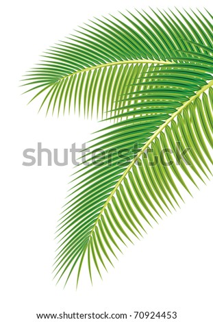 Leaves of palm tree on white background. Vector illustration.