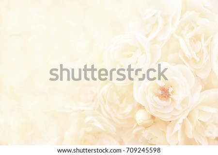 Summer blossoming delicate roses, blooming flowers festive background, pastel and soft floral card, selective focus, toned