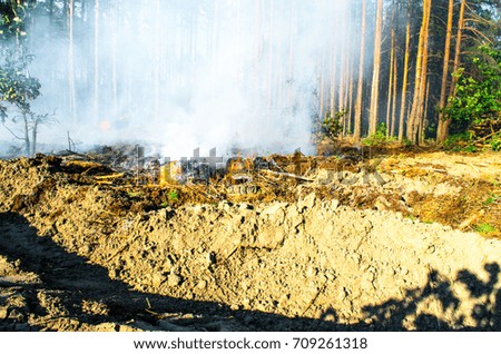 forest fire pictures.