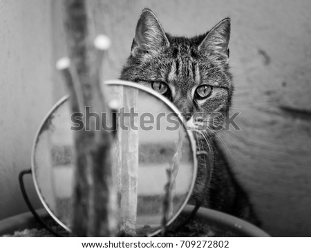 Black and White Cat sitting outdoors behind a Mirror