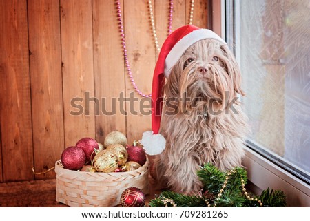 Dog with Santa Claus hats on a Christmas background.Selective focus. Focus on eyes