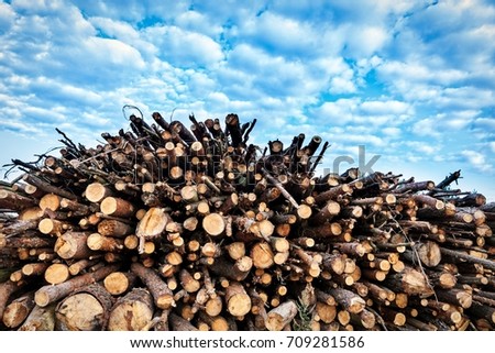 Mountain of cutting trees against a blue sky with cumulus clouds