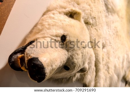 Photo Picture of Rare White Bear AnimalUsed as Carpet