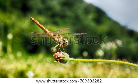 colorful,Dragonfly on flowers.