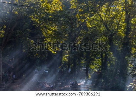 Sunlight filtered through tree branches