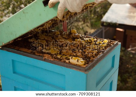Bees set up honeycomb under the top. Bees hide honey.