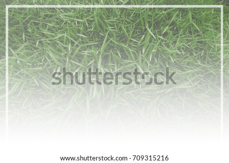 Green grass background texture. Creative layout made of green leaves. Flat lay Nature background at phuket thailand