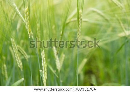 Wheat field. Ears of golden wheat close up. Beautiful Nature Sunset Landscape. Rural Scenery under Shining Sunlight. Background ripening ears of meadow wheat field. Rich harvest Concept
