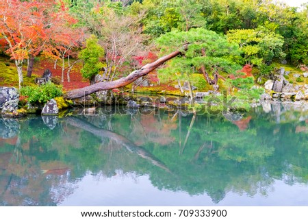 The beautiful natural of Zen garden of the Tenryu - ji temple, Arashiyama Kyoto Japan. The travel destination in Japan autumn maple red Color leaf change colorful every November